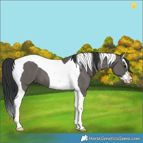 Horse Color:Grullo Splash Tobiano 