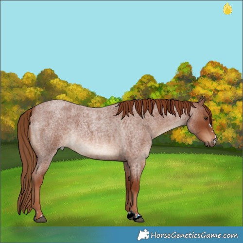 Horse Color:Red Roan