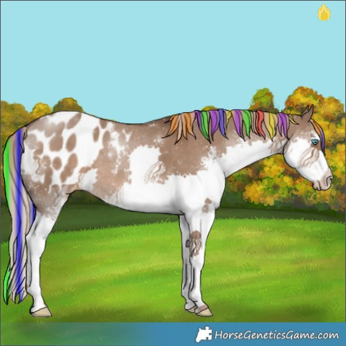 Horse Color:Painted Liver Red Dun Sabino Splash Blanket 