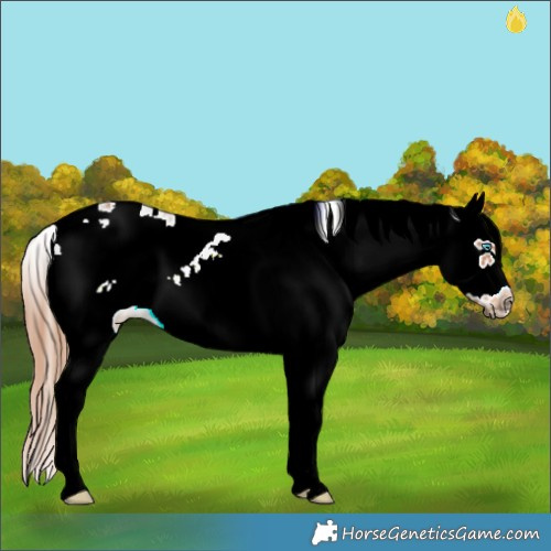 Horse Color:Chestnut Sabino Splash Frame Rabicano 