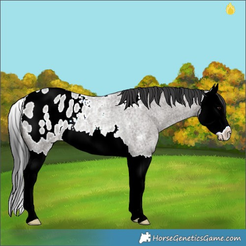 Horse Color:Grullo Roan Splash Blanket Rabicano 