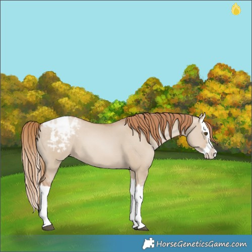 Horse Color:Grullo Pearl Splash Blanket