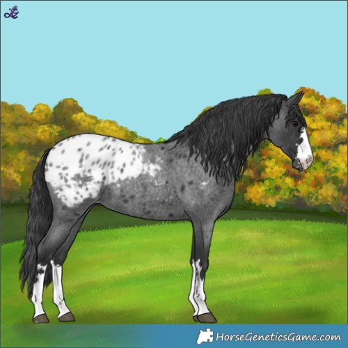 Horse Color:Blue Roan Blanket