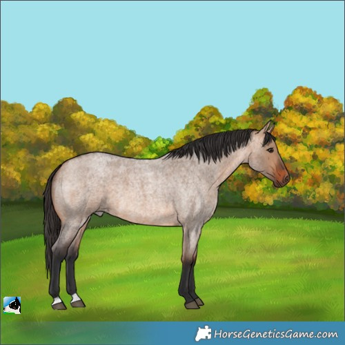 Horse Color:Bay Roan Dun  and Bay Roan Dun 