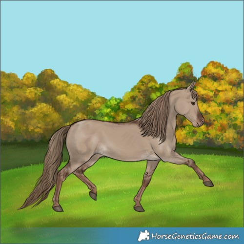 Horse Color:Liver Red Dun Rabicano 