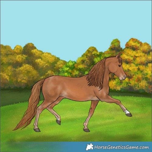 Horse Color:Chestnut 