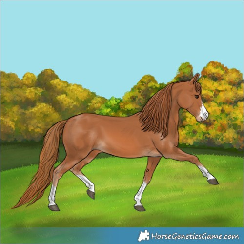 Horse Color:Chestnut 