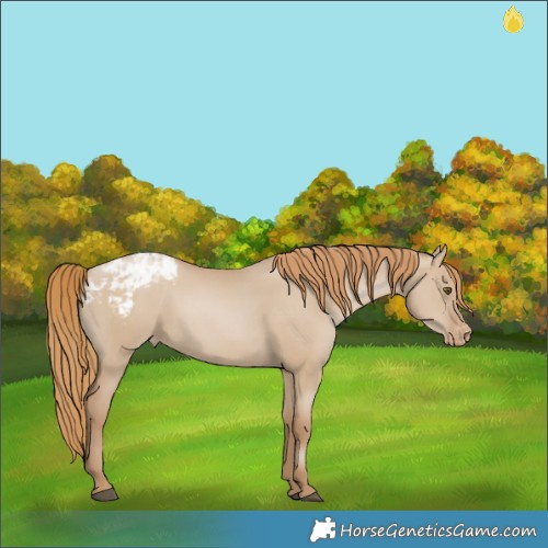 Horse Color:Grullo Pearl Varnish 