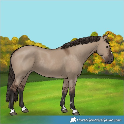 Horse Color:Liver Red Dun Rabicano 