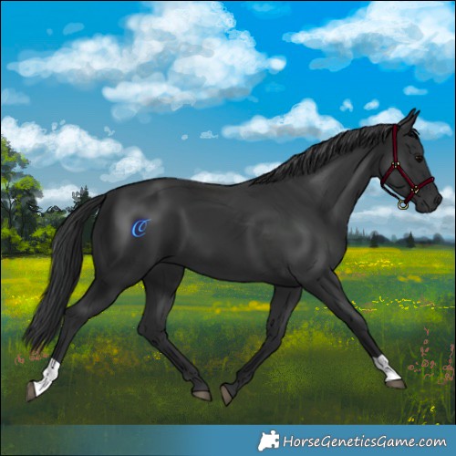 Horse Color:Black 