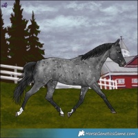 Horse Color:Blue Roan Snowflake VarnishRabicano 