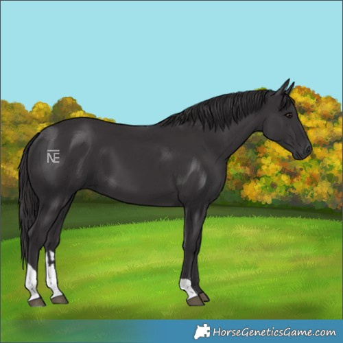Horse Color:Smoky Black  and Smoky Black 