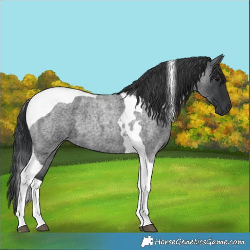 Horse Color:Blue Roan Tobiano