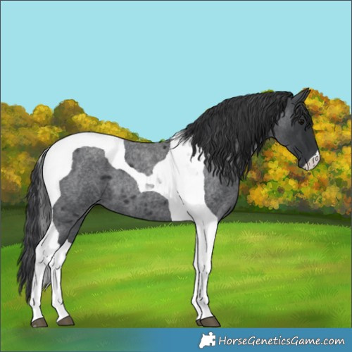 Horse Color:Blue Roan Tobiano 