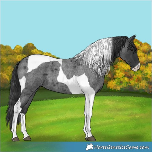 Horse Color:Blue Roan Tobiano