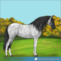 Horse Color:Blue Roan Tobiano