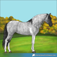 Horse Color:Blue Roan Tobiano 