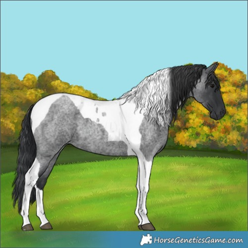 Horse Color:Blue Roan Tobiano 