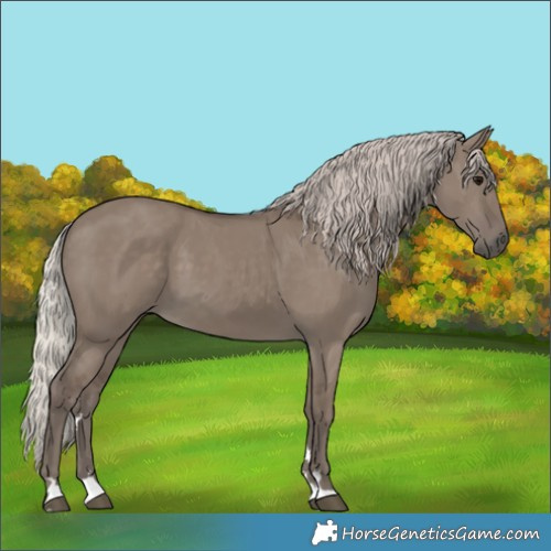 Horse Color:Silver Grullo 