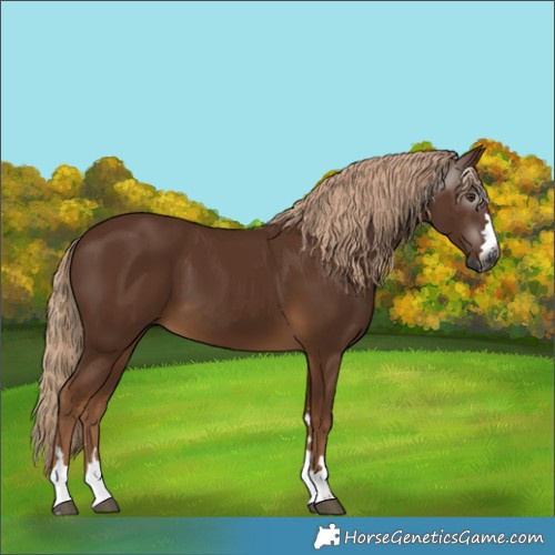 Horse Color:Gray Chocolate Palomino 