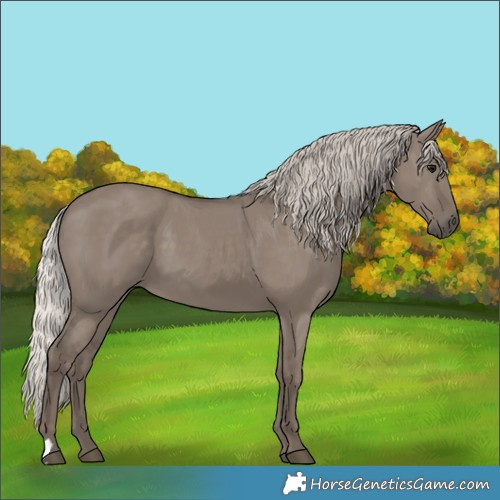 Horse Color:Silver Grullo 