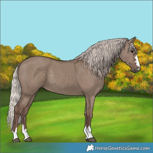Horse Color:Silver Grullo