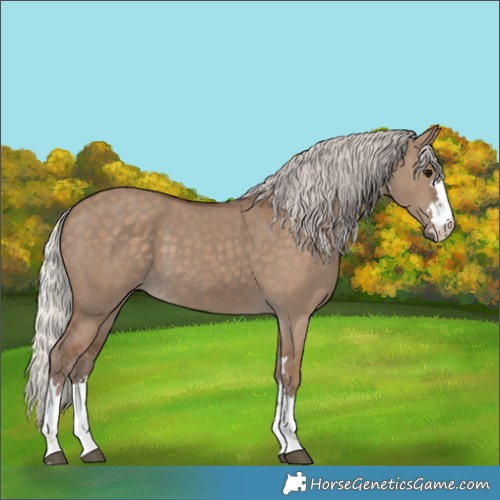 Horse Color:Silver Grullo 