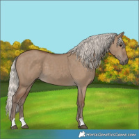 Horse Color:Silver Grullo 