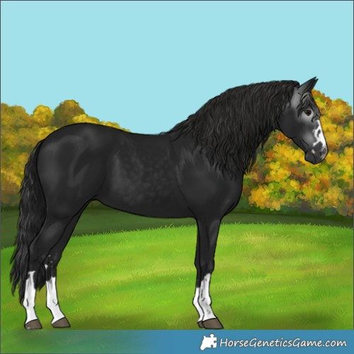Horse Color:Gray Black