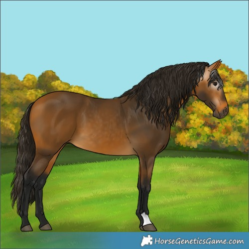 Horse Color:Gray Buckskin