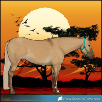 Horse Color:Chocolate Palomino Dun Rabicano 