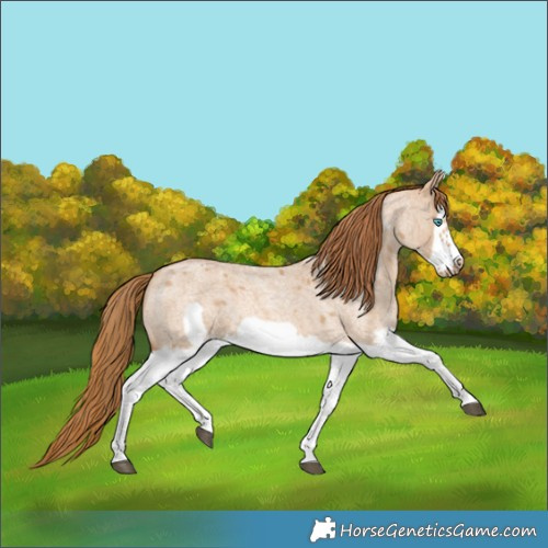 Horse Color:Red Dun Roan Splash Frame Rabicano