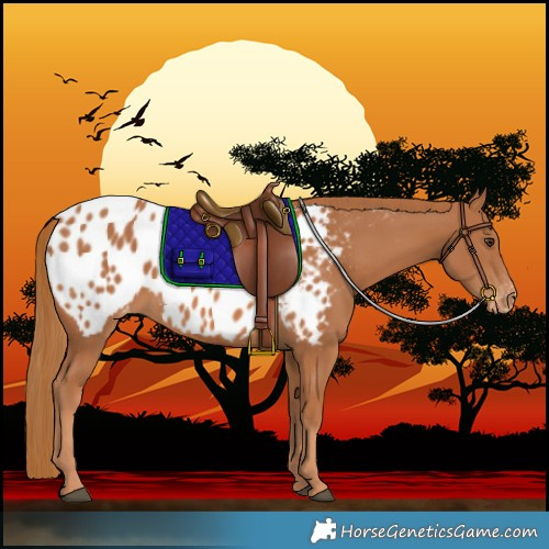 Horse Color:Chestnut Near Leopard 