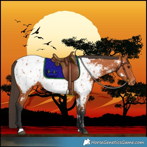 Horse Color:Bay Near Leopard 
