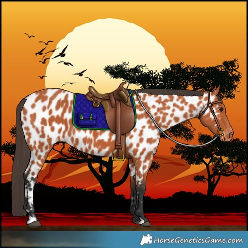 Horse Color:Bay Near Leopard 