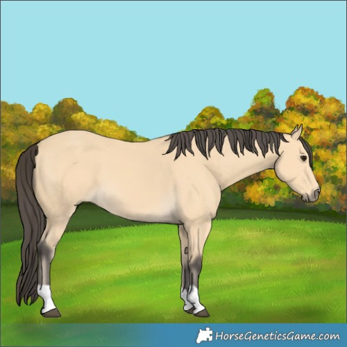 Horse Color:Buckskin 