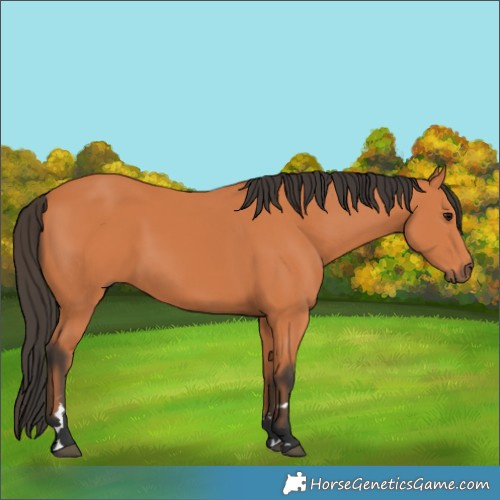 Horse Color:Bay 