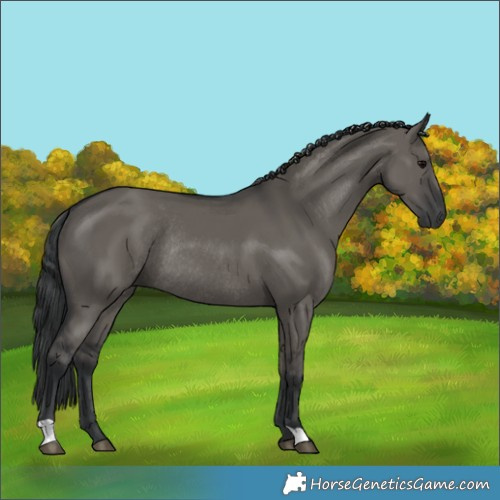 Horse Color:Grullo Rabicano 