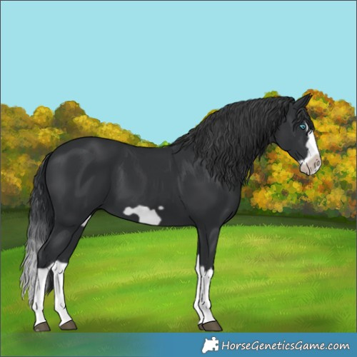 Horse Color:Black Splash Frame 