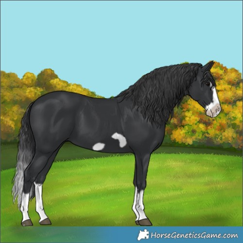Horse Color:Black Splash Frame