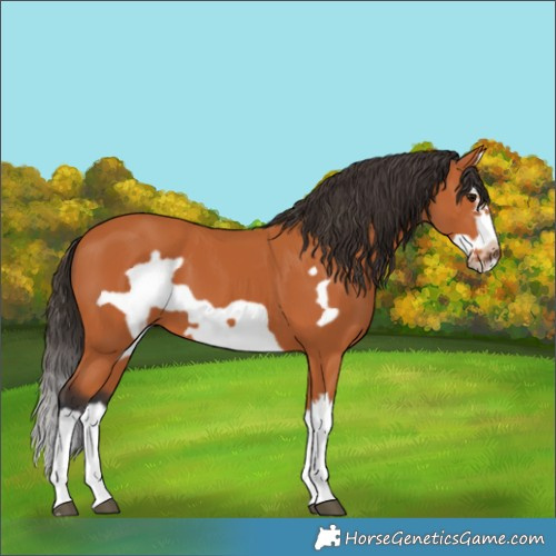 Horse Color:Bay Splash Frame 