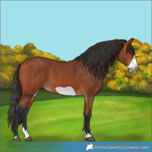 Horse Color:Bay Splash Frame