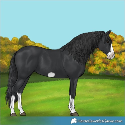 Horse Color:Black Splash Frame 