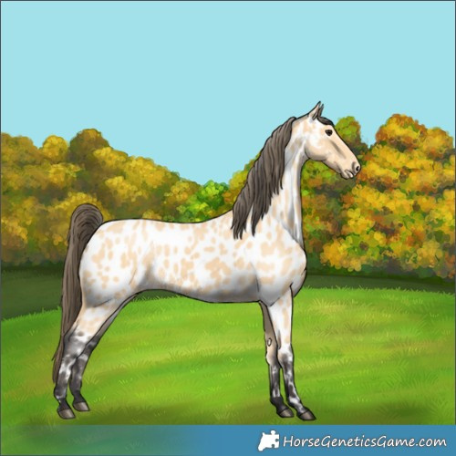Horse Color:Buckskin Near Leopard 