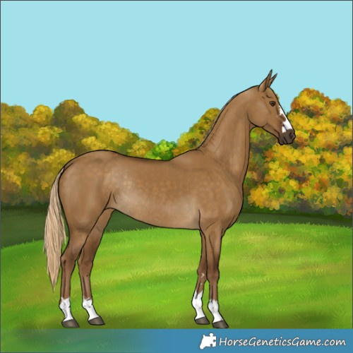 Horse Color:Chocolate Palomino Dun Rabicano