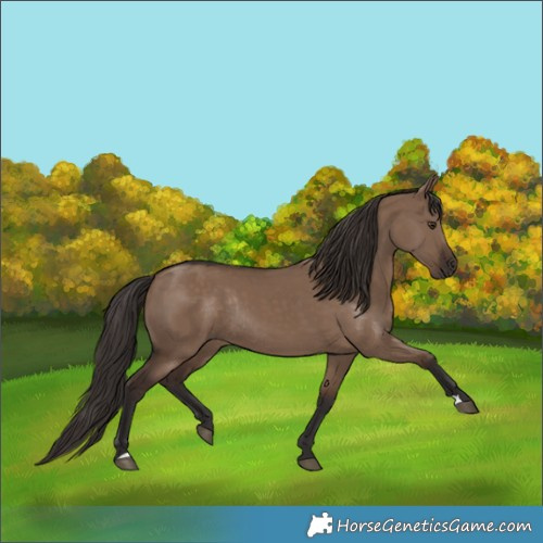 Horse Color:Liver Red Dun Rabicano 