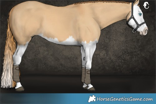 Horse Color:Red Dun Splash 