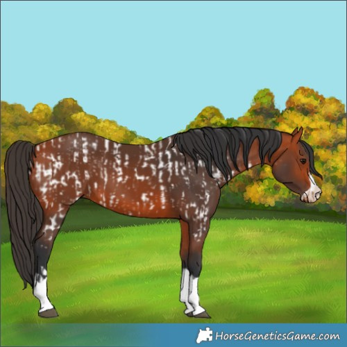 Horse Color:Bay Near Leopard  and Bay 