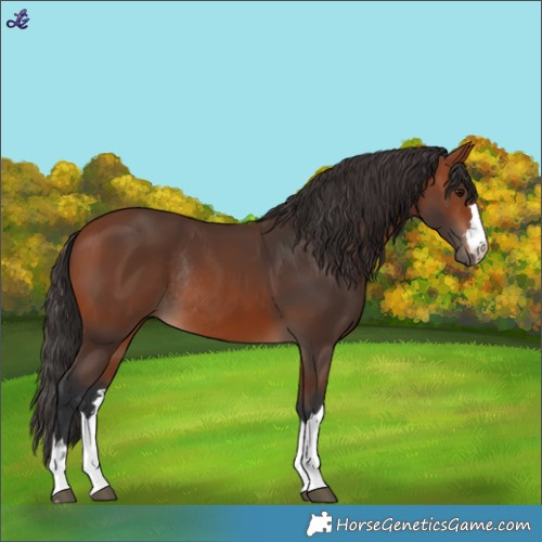 Horse Color:Bay Rabicano 