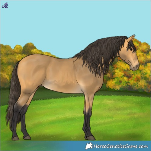 Horse Color:Buckskin 